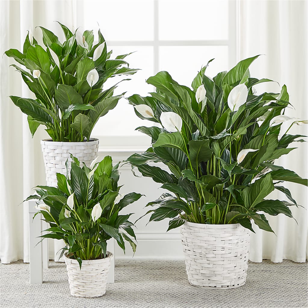 A New Leaf Peace Lily – DANI' SWEET DELIGHTS, Las Vegas NV