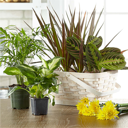 Florist Designed Blooming and Green Plants in a Basket – DANI' SWEET DELIGHTS, Las Vegas NV