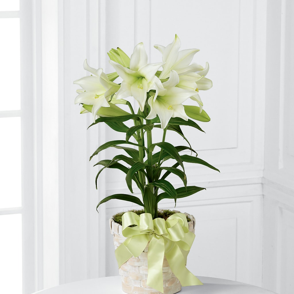 Easter Lily Plant – DANI' SWEET DELIGHTS, Las Vegas NV