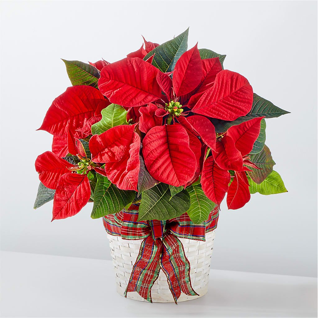 Happiest Holidays Poinsettia – DANI' SWEET DELIGHTS, Las Vegas NV