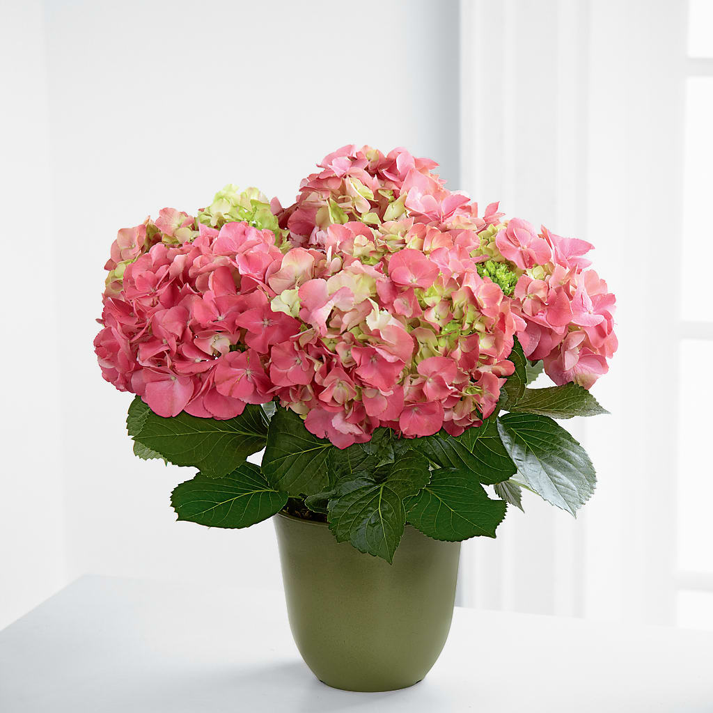 Pink Hydrangea Planter – DANI' SWEET DELIGHTS, Las Vegas NV