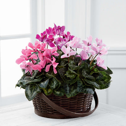 Mixed Cyclamen Planter – DANI' SWEET DELIGHTS, Las Vegas NV