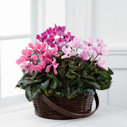 Mixed Cyclamen Planter – DANI' SWEET DELIGHTS, Las Vegas NV