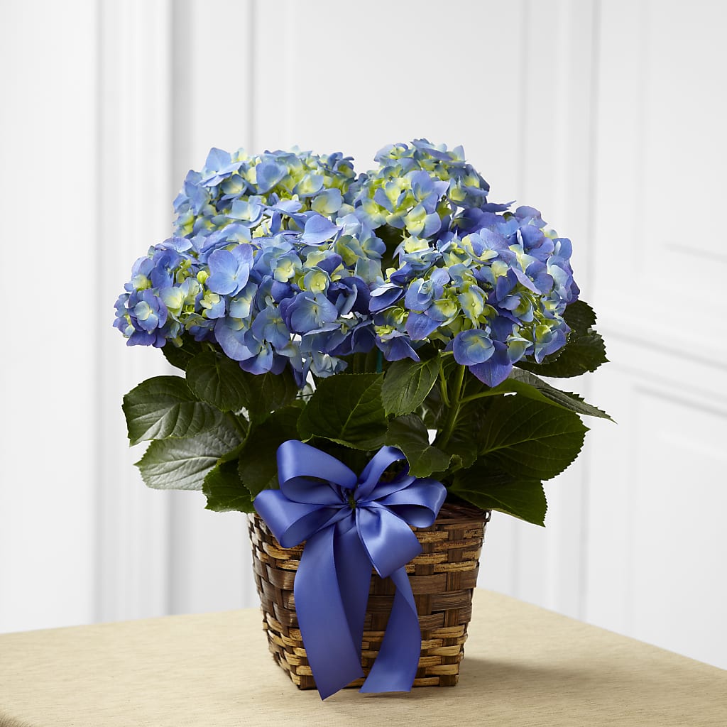 Blue Hydrangea Planter – DANI' SWEET DELIGHTS, Las Vegas NV