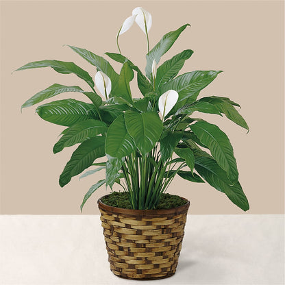 Tranquil Moments Peace Lily Plant – DANI' SWEET DELIGHTS, Las Vegas NV