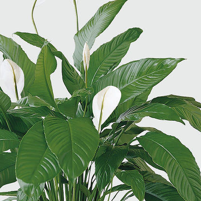 Tranquil Moments Peace Lily Plant – DANI' SWEET DELIGHTS, Las Vegas NV