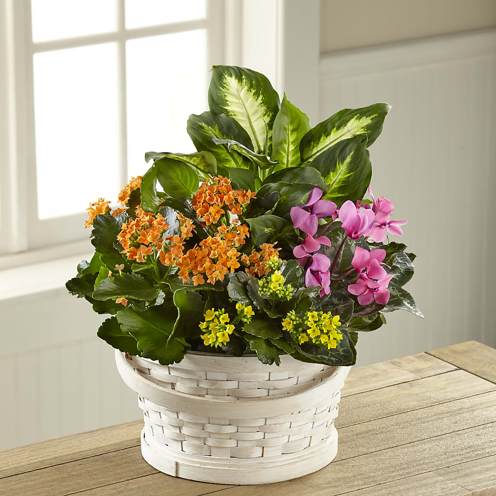 Color Crush Dishgarden – DANI' SWEET DELIGHTS, Las Vegas NV
