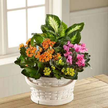 Color Crush Dishgarden – DANI' SWEET DELIGHTS, Las Vegas NV