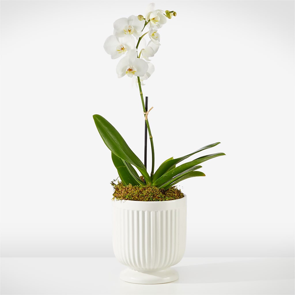 Whispering White Orchid – DANI' SWEET DELIGHTS, Las Vegas NV
