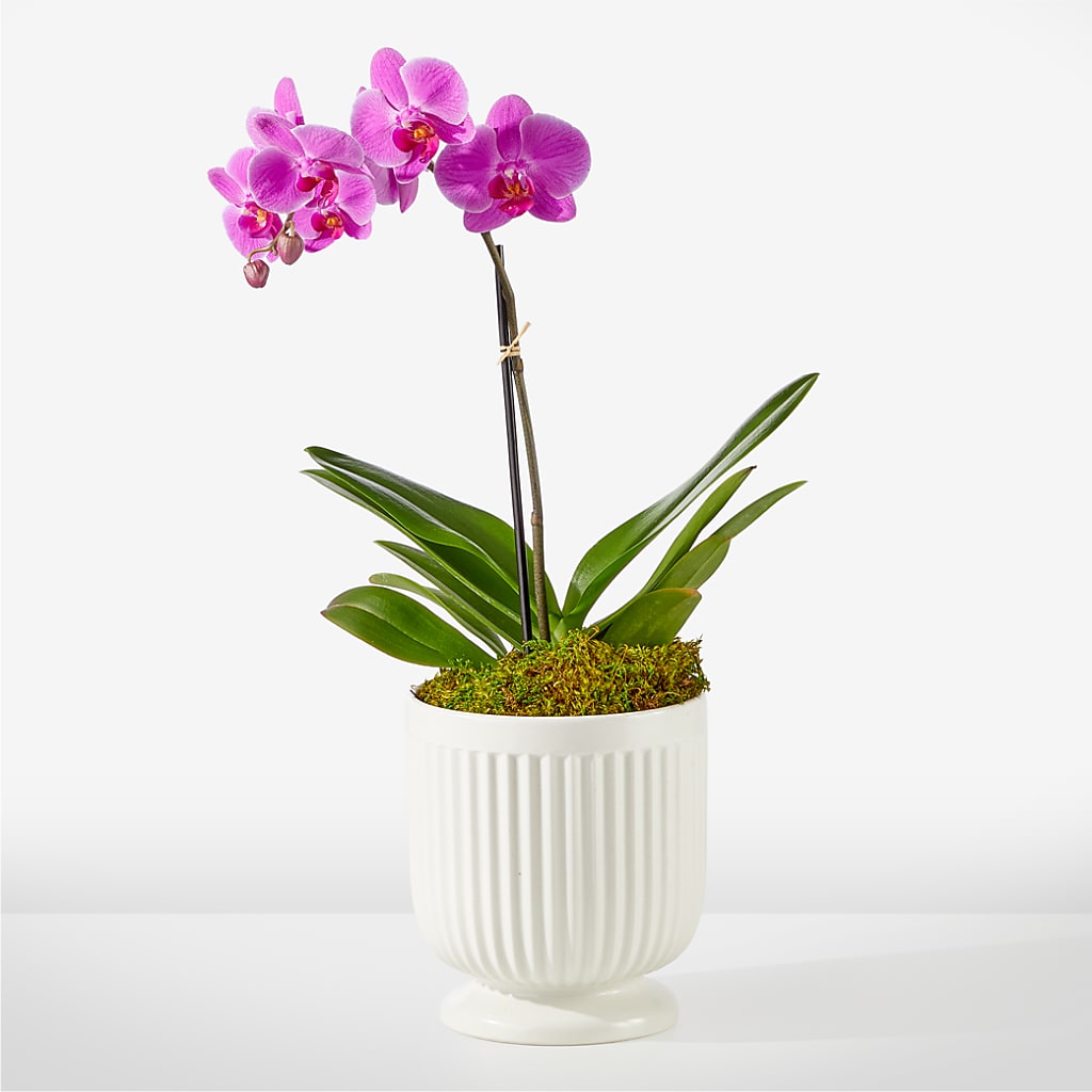Friendly Fuchsia Orchid – DANI' SWEET DELIGHTS, Las Vegas NV