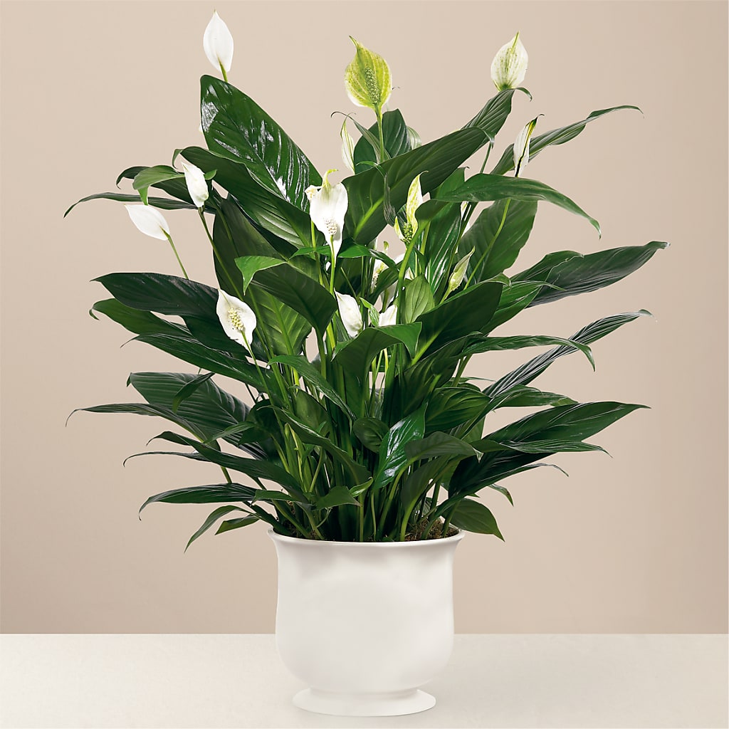 Comfort Planter – DANI' SWEET DELIGHTS, Las Vegas NV