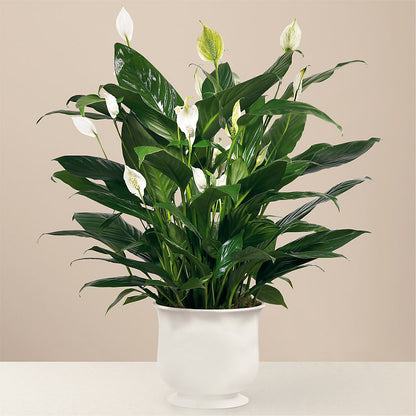 Comfort Planter – DANI' SWEET DELIGHTS, Las Vegas NV