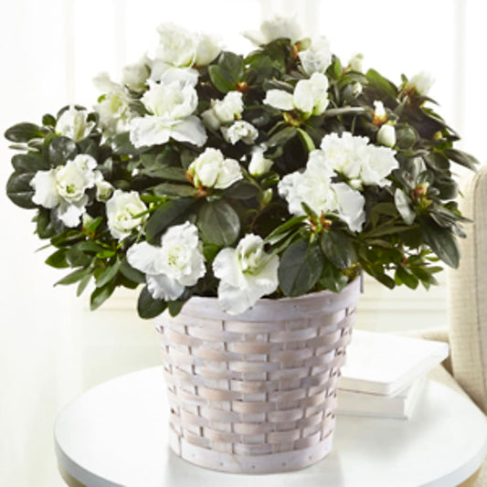 White Azalea Plant – DANI' SWEET DELIGHTS, Las Vegas NV