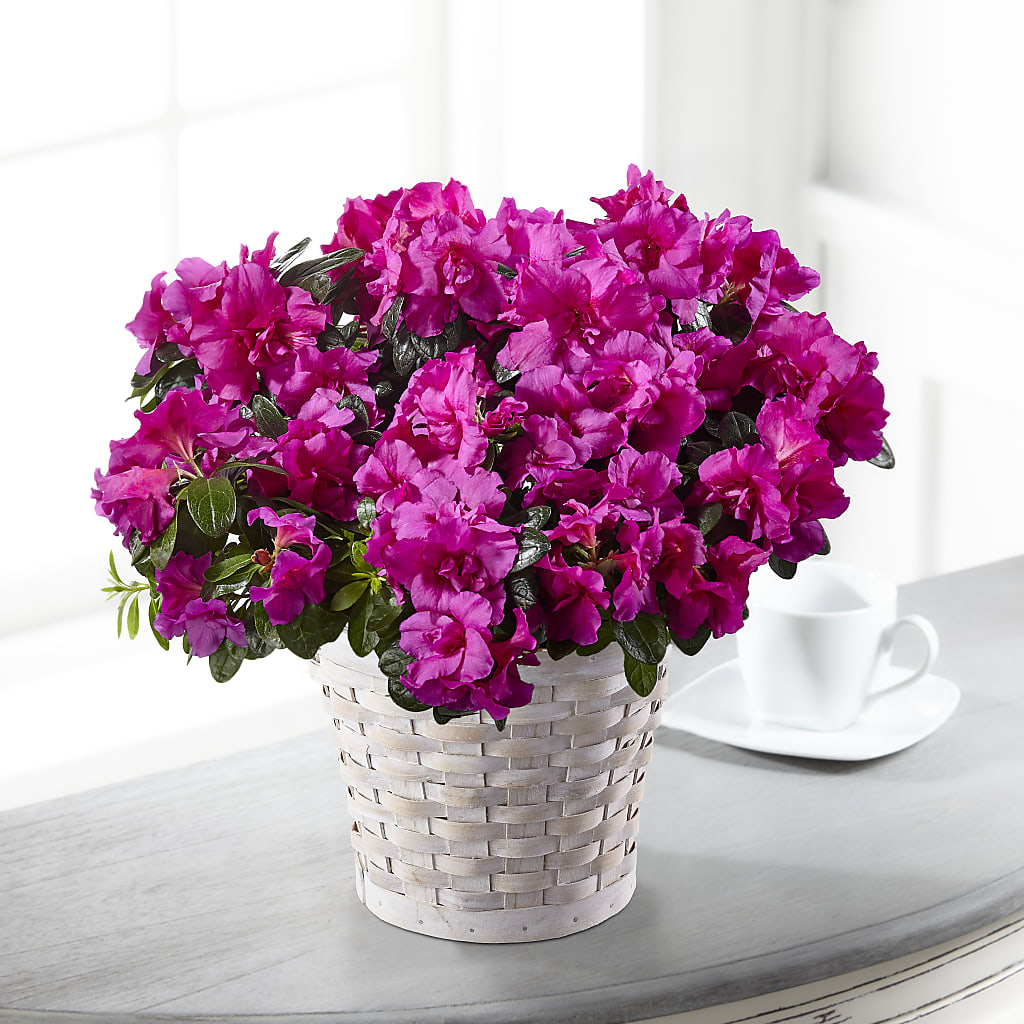 Hope & Serenity Azalea Plant – DANI' SWEET DELIGHTS, Las Vegas NV