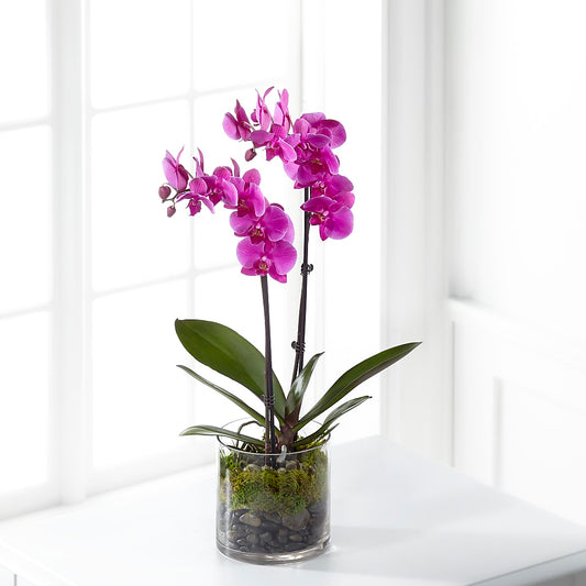 Pink Orchid Plant – DANI' SWEET DELIGHTS, Las Vegas NV
