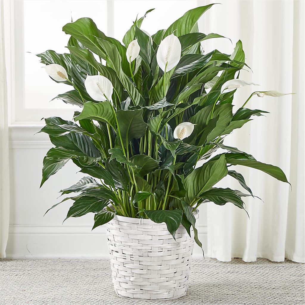 A New Leaf Peace Lily – DANI' SWEET DELIGHTS, Las Vegas NV