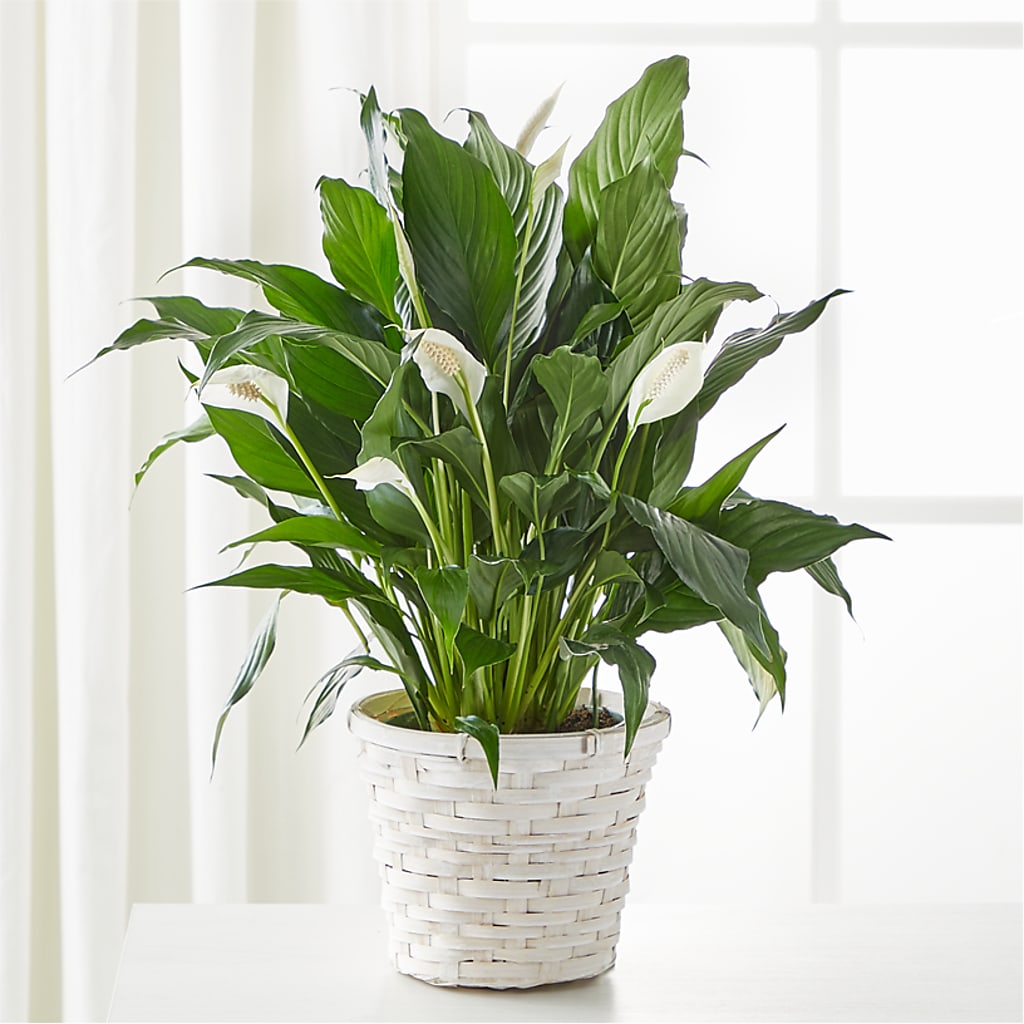 A New Leaf Peace Lily – DANI' SWEET DELIGHTS, Las Vegas NV