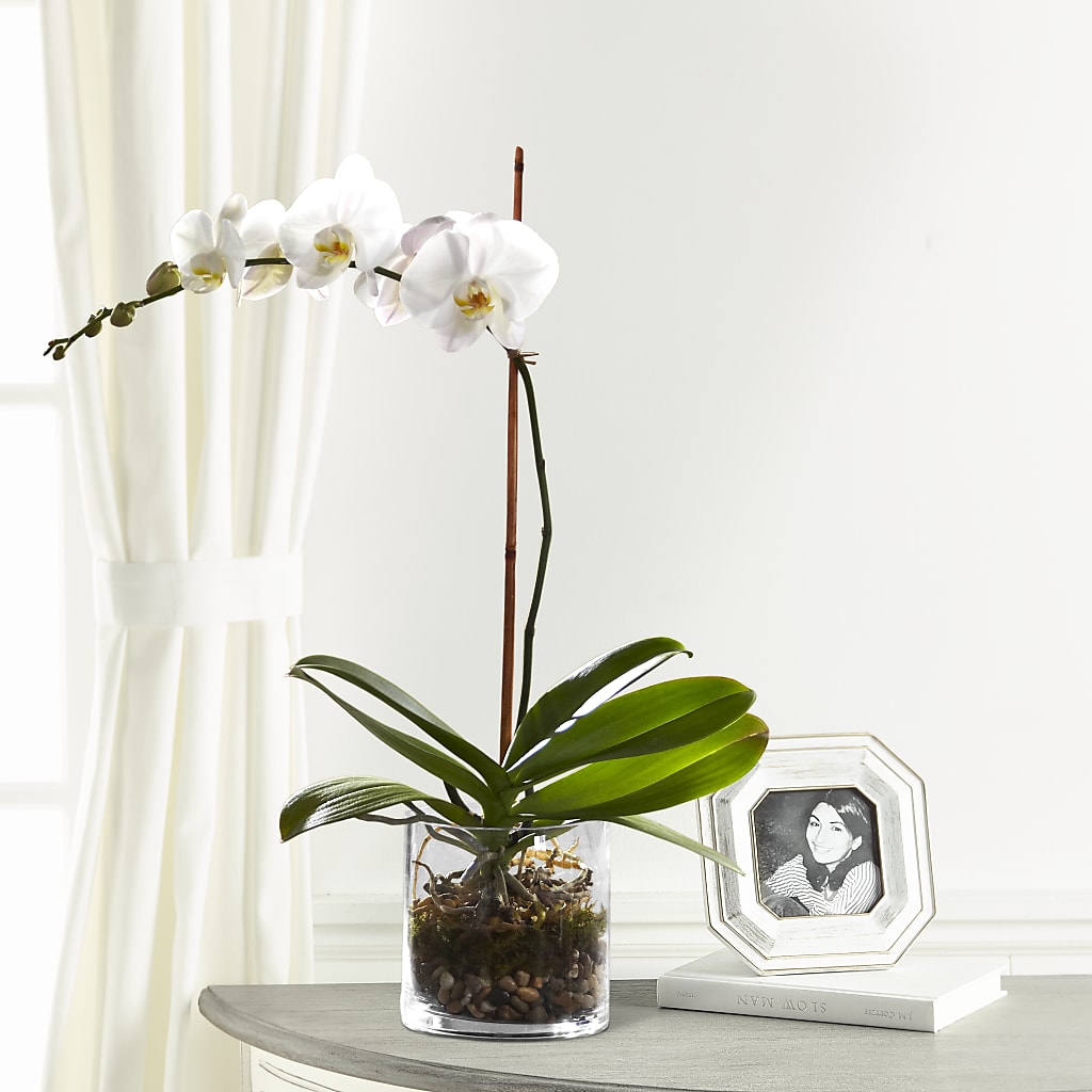 White Orchid Planter – DANI' SWEET DELIGHTS, Las Vegas NV