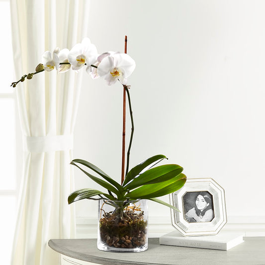 White Orchid Planter – DANI' SWEET DELIGHTS, Las Vegas NV